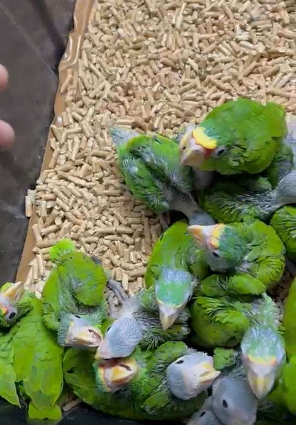 white-front-amazon-parrot-for-sale-in-cutler-bay-fl