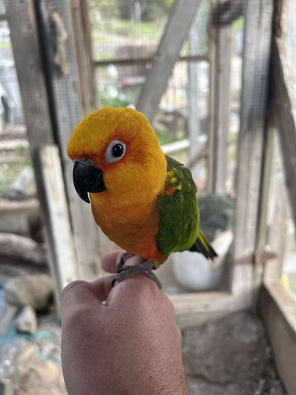 jenday-conure-for-sale-in-el-cajon-ca