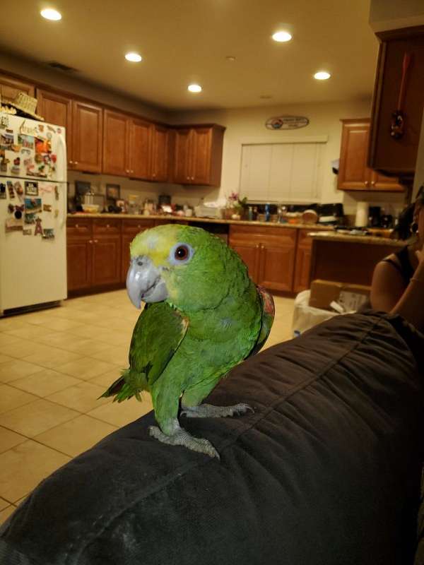 amazon-parrot-for-sale-in-monrovia-ca