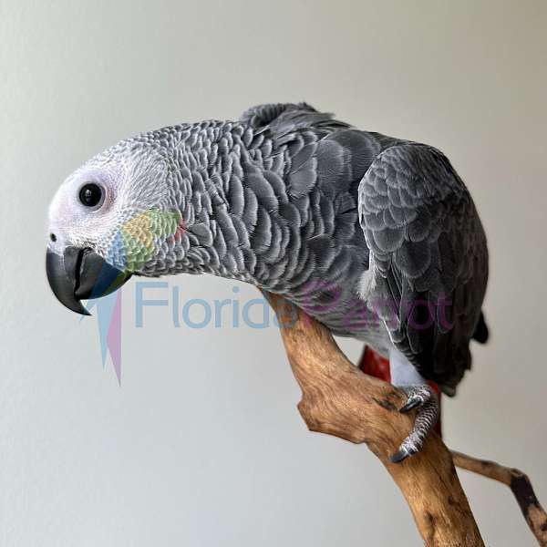 congo-african-grey-parrot-for-sale