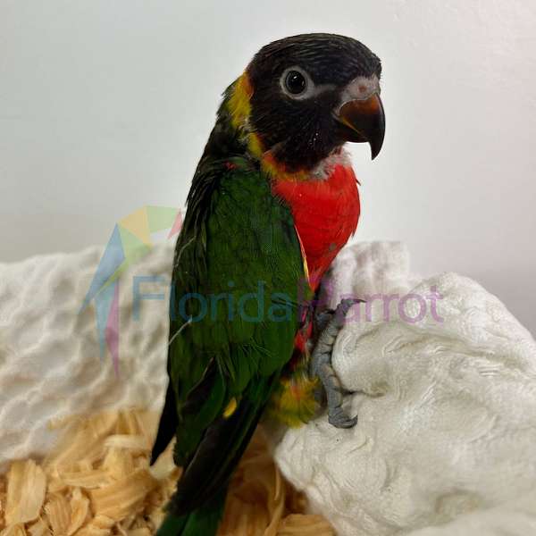 quiet-rainbow-lory-for-sale