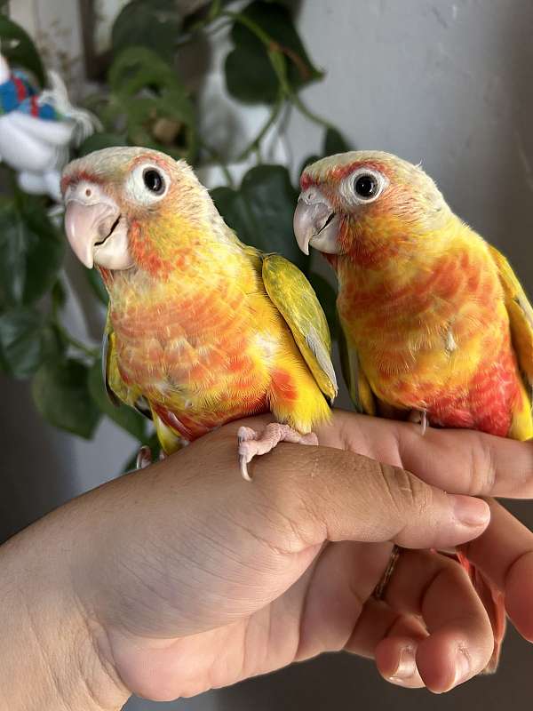 green-cheek-conure-for-sale