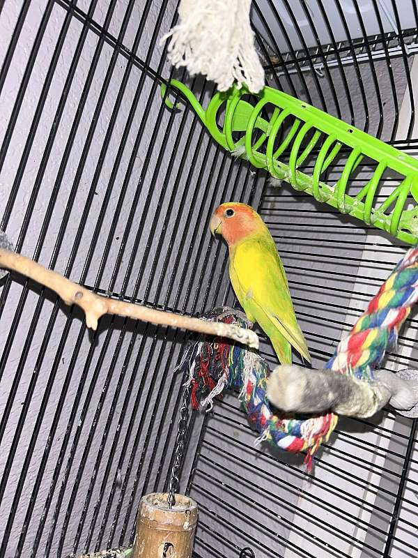 peach-faced-lovebird-for-sale