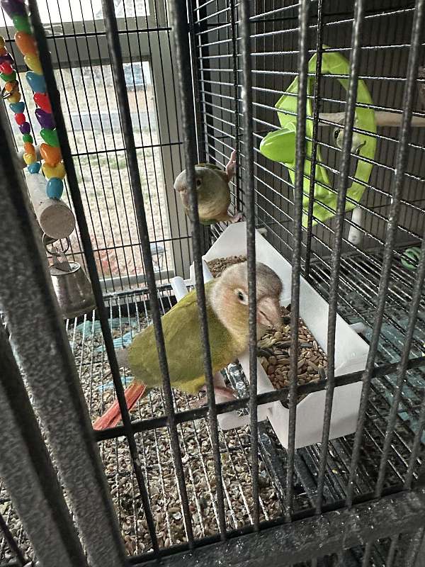 parrot-for-sale-in-smyrna-tn