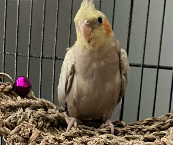 cockatiel-for-sale