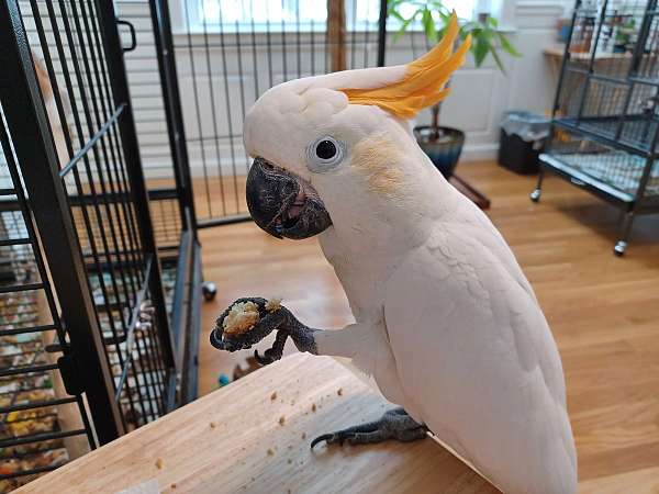 citron-crested-cockatoo-for-sale-in-new-boston-nh