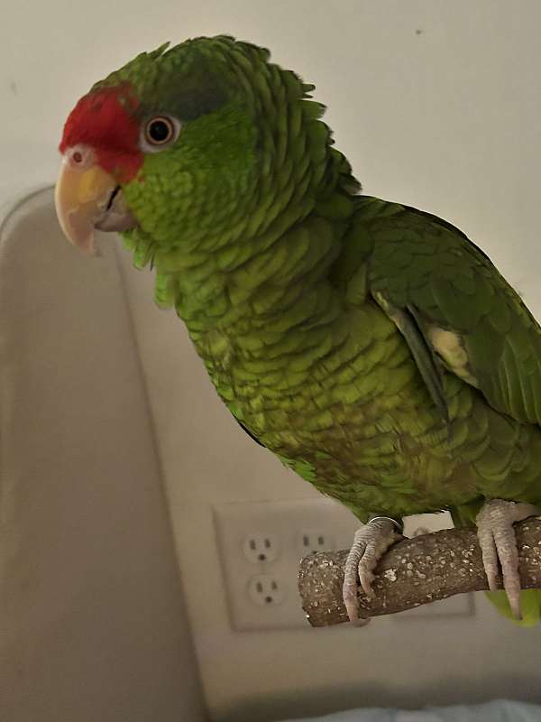 amazon-parrot-for-sale-in-charlottesville-va