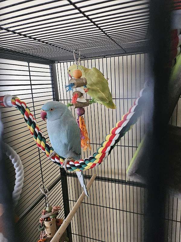 parrot-for-sale