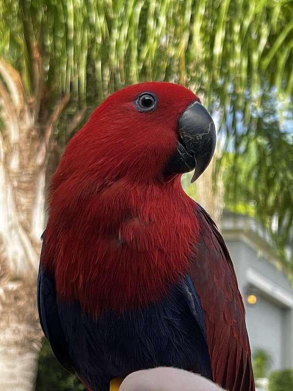 solomon-island-eclectus-parrots-for-sale-in-clermont-fl