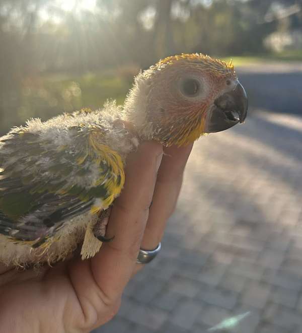 handfed-pet-sun-conure-for-sale