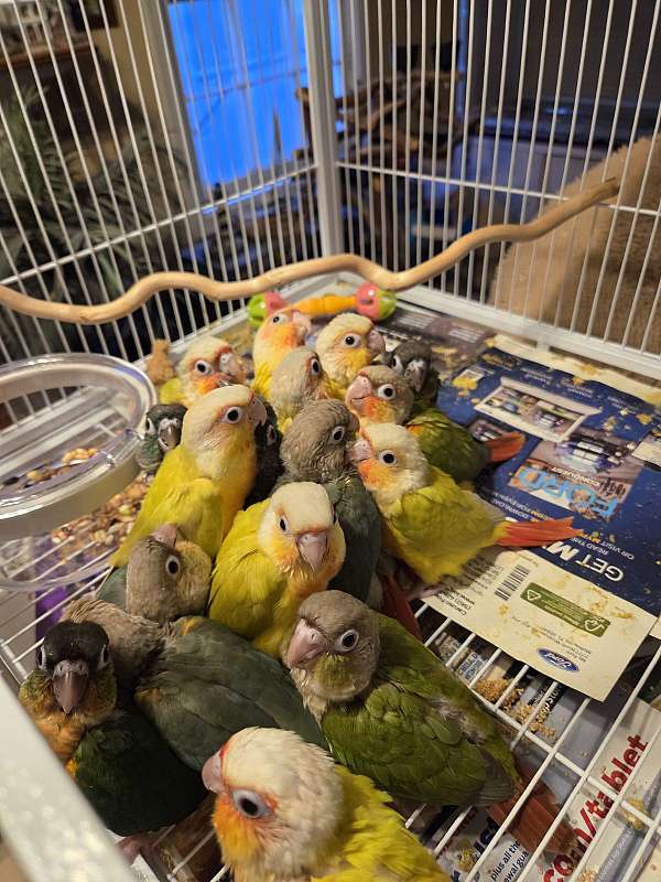 green-cheek-conure-for-sale-in-long-beach-ca