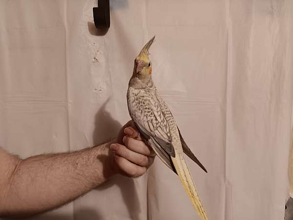 cockatiel-for-sale