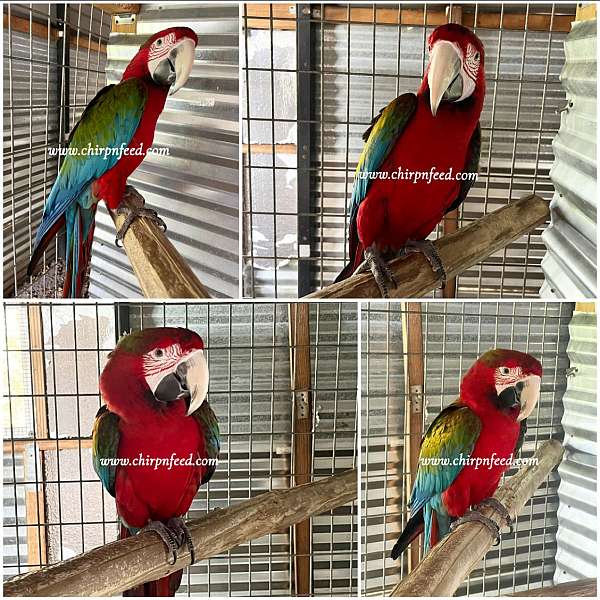 large-bird-for-sale-in-sebring-fl