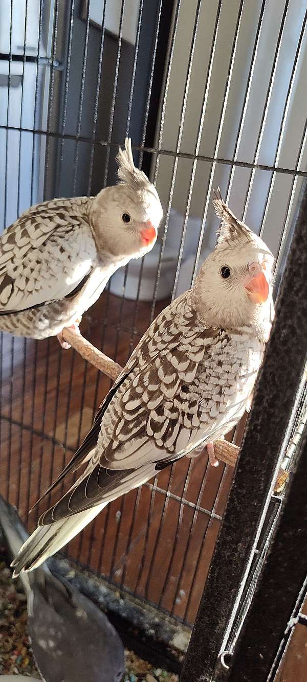 cockatiel-for-sale