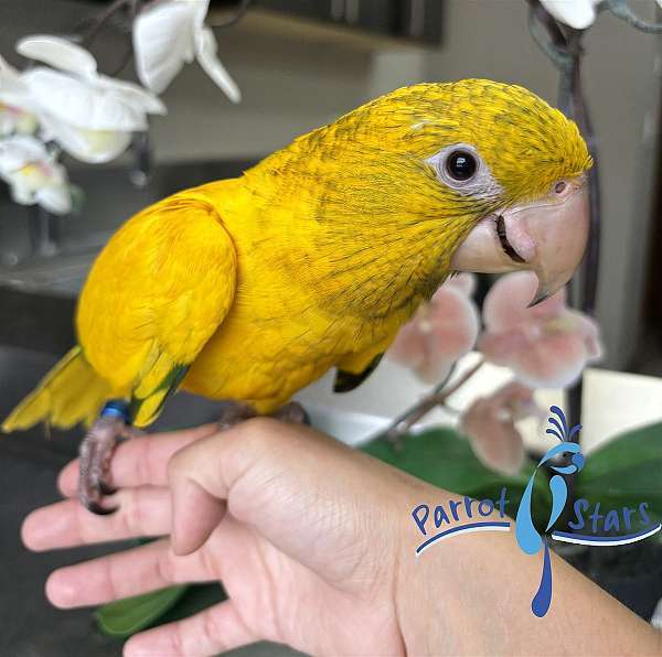 golden-conure-for-sale