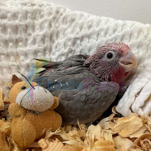 rose-breasted-cockatoo-for-sale