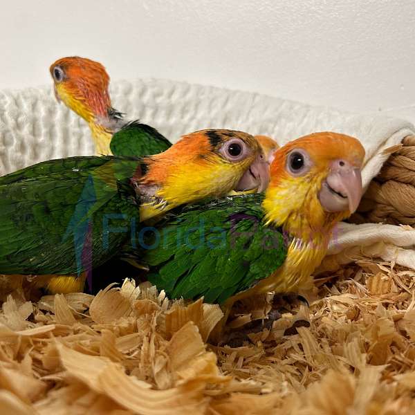 white-bellied-caique-for-sale