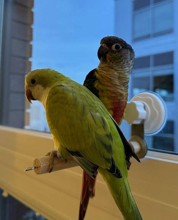 green-yellow-conure-parrot-for-sale