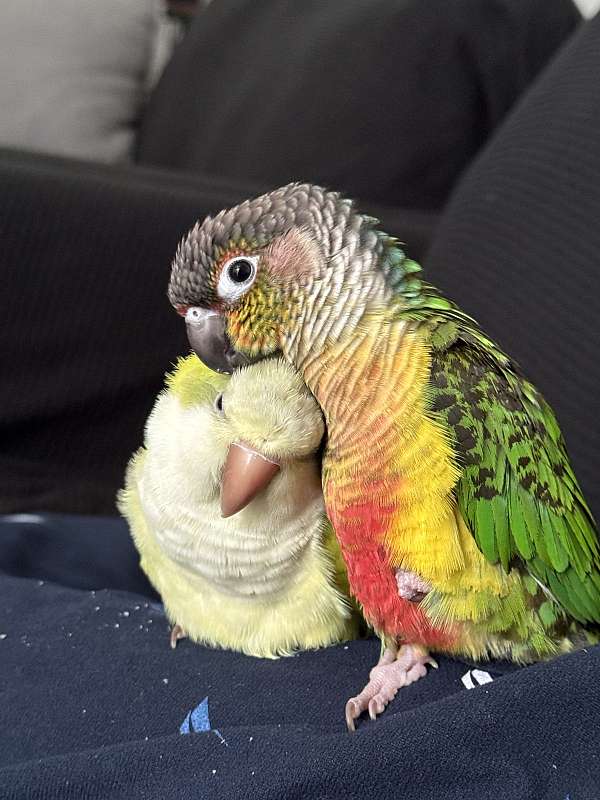 conure-parrot-for-sale-in-richmond-va