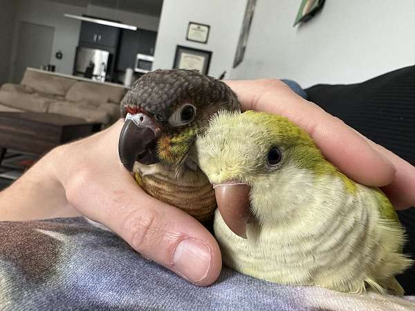 green-cheek-conure-for-sale