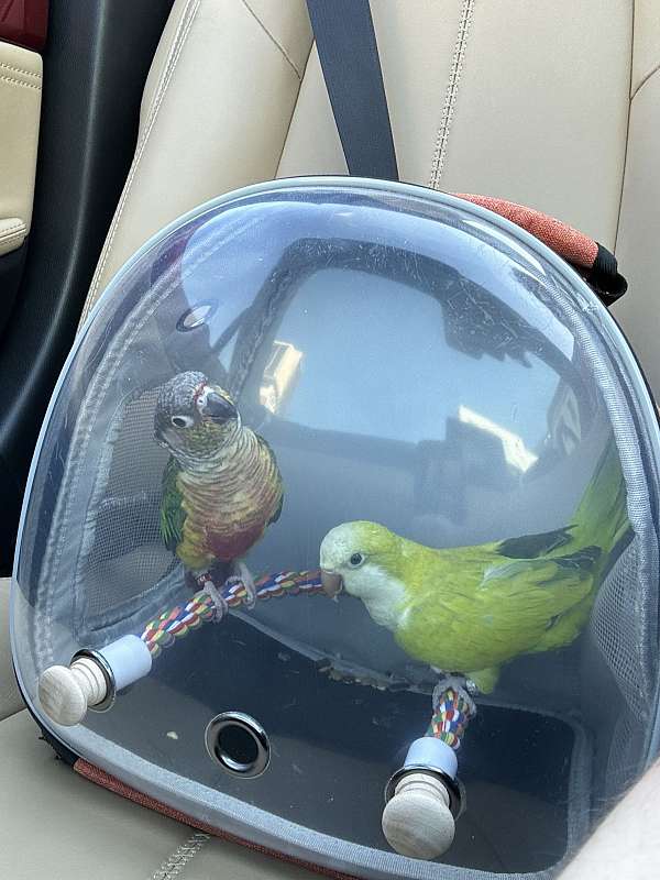 green-cheek-conure-for-sale-in-richmond-va