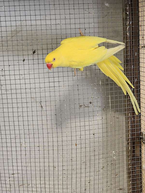 male-female-bird-for-sale-in-latham-ny