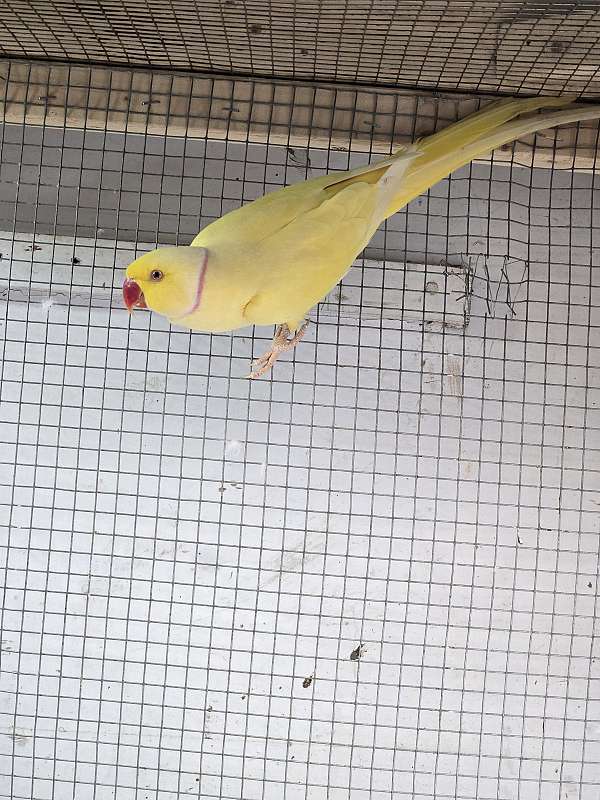 ringneck-parakeet-for-sale