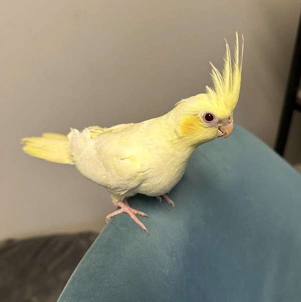 lutino-yellow-bird-for-sale-in-cordova-tn