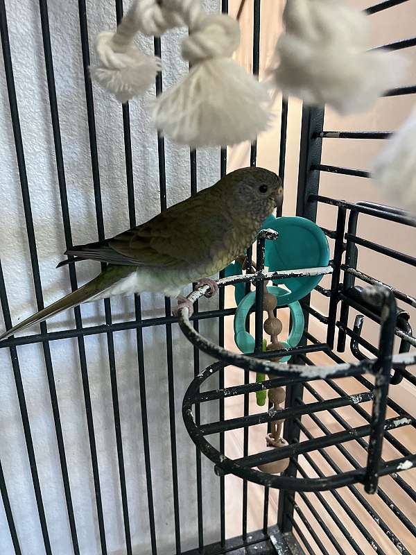 red-rumped-parakeet-for-sale-in-sanford-fl