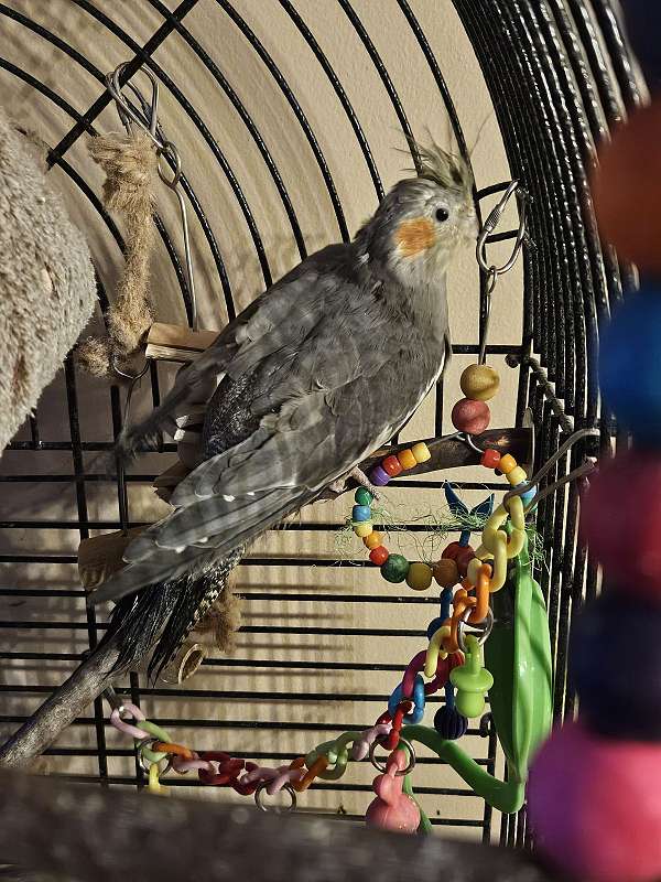 pet-bird-for-sale-in-gahanna-oh