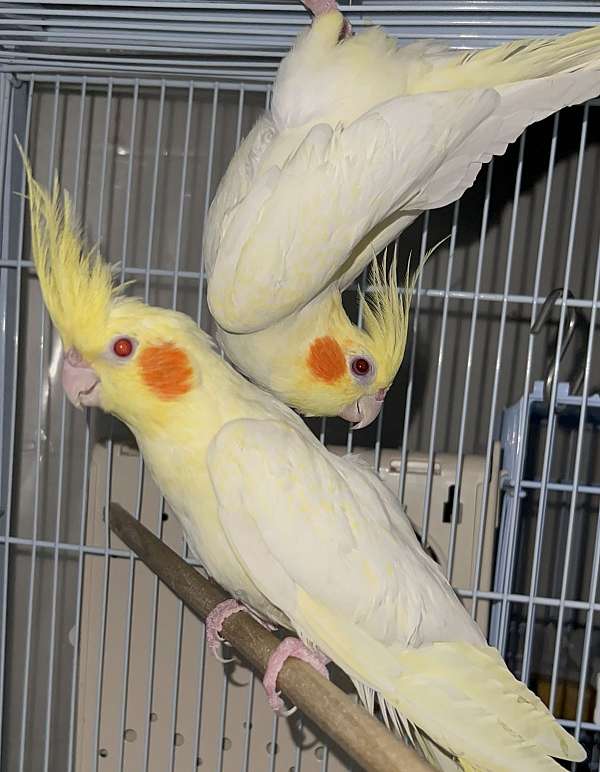 cockatiel-for-sale