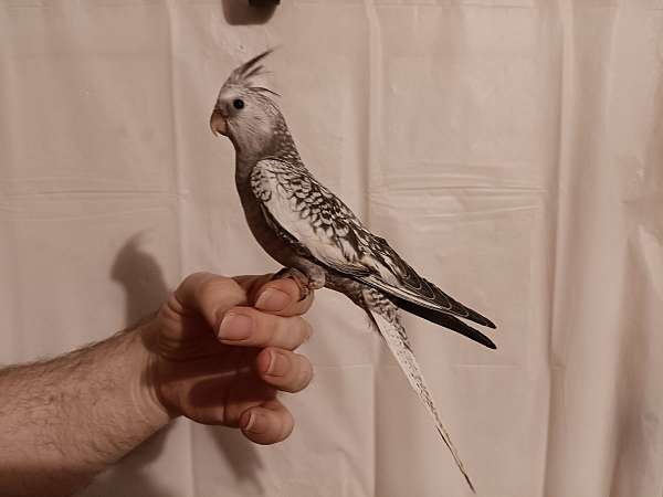 pearl-white-tame-bird-for-sale