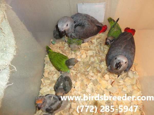 poicephalus-parrots-for-sale