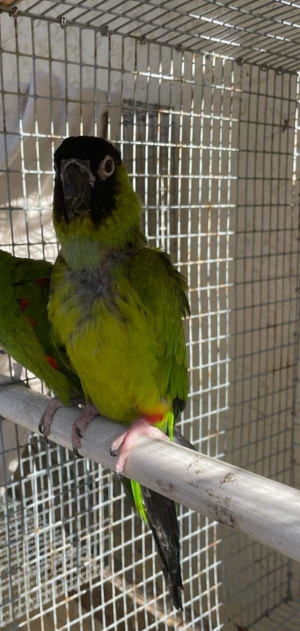 conure-nanday-conure-for-sale-in-kissimmee-fl