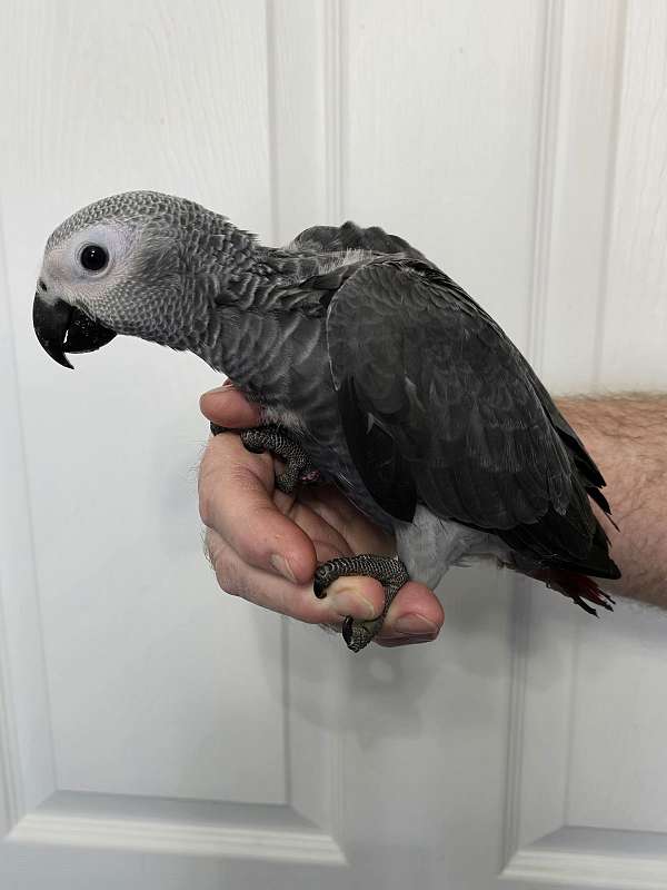 african-grey-parrot-for-sale