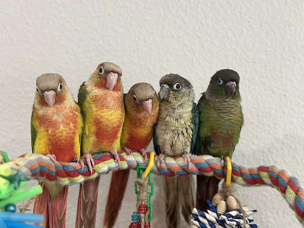 green-cheek-conure-for-sale