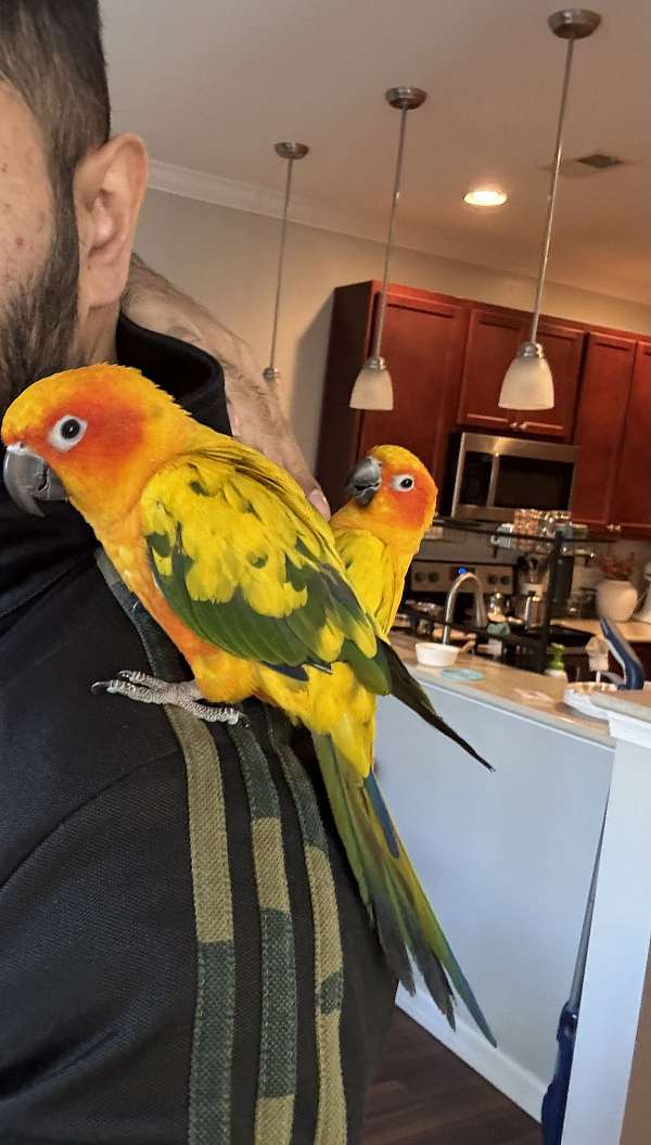 sun-conure-for-sale