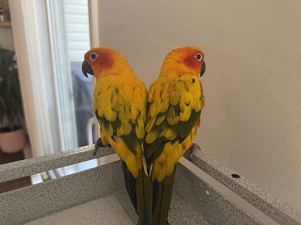 sun-conure-for-sale-in-virginia