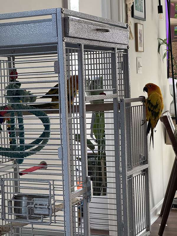 baby-sun-conure-for-sale