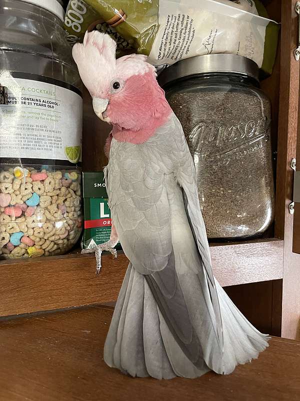 rose-breasted-cockatoo-for-sale