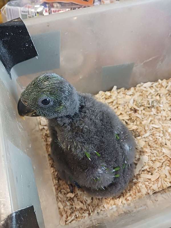 solomon-island-eclectus-parrots-for-sale-in-oxford-fl