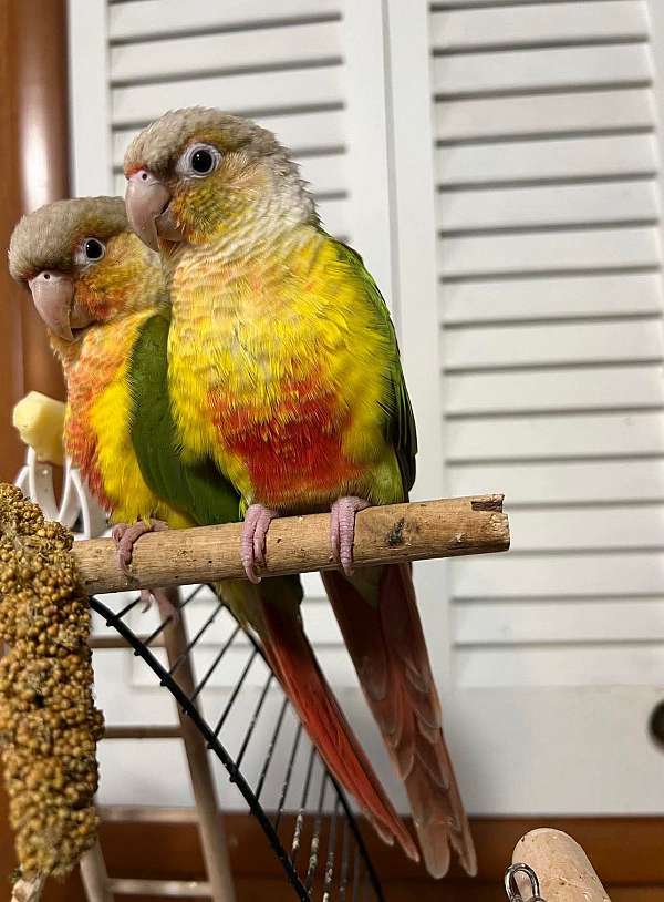 conure-for-sale