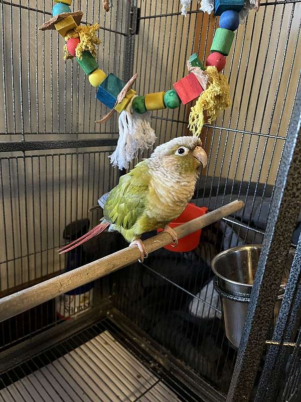 conure-for-sale-in-philpot-ky