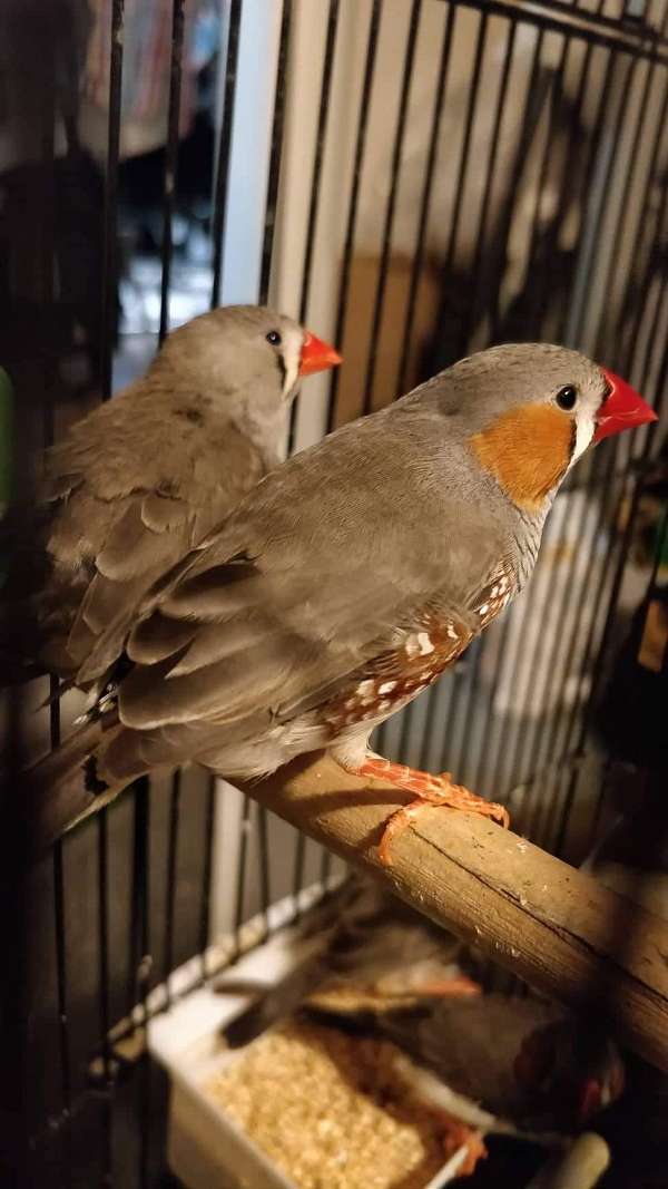 finch-zebra-finch-for-sale-in-annandale-va