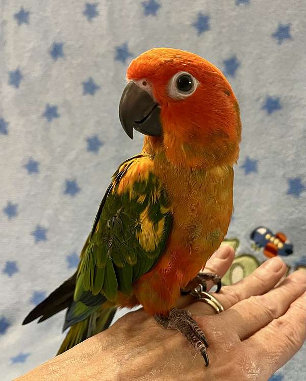 conure-for-sale