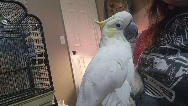 sulpher-crested-cockatoo-for-sale-in-orange-city-fl