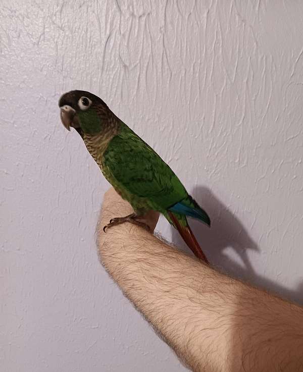 conure-for-sale