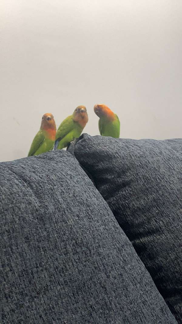 peach-faced-lovebird-for-sale-in-peekskill-ny