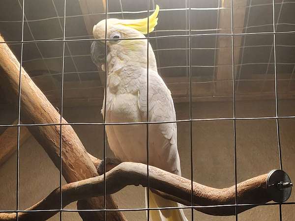 white-yellow-bird-for-sale-in-orange-city-fl