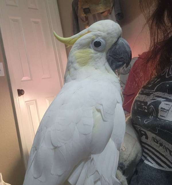 exotic-talking-sulpher-crested-cockatoo-for-sale